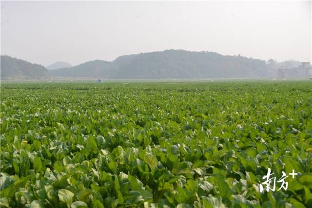 河田蔬菜基地內(nèi)，連片千畝菜心長(zhǎng)勢(shì)喜人。張曉欣 攝