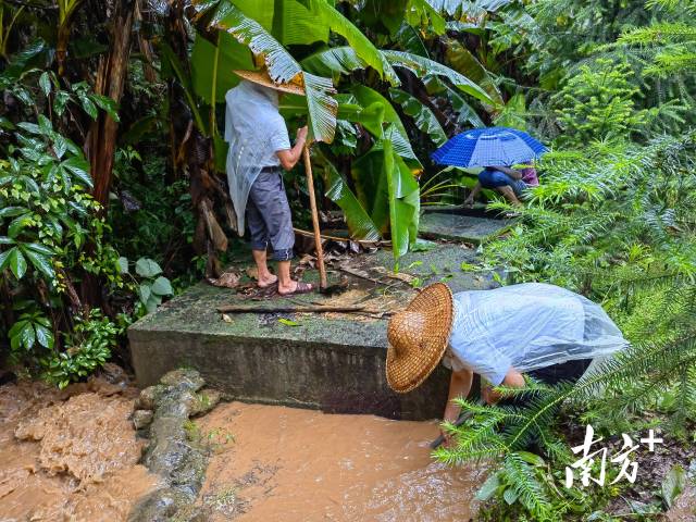 為保障陂嶺近三分之二村民用水，陂嶺村新老干部冒雨前往水源點解決集中供水問題。