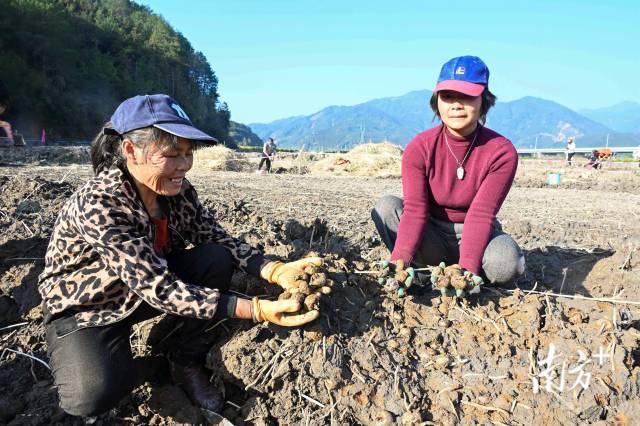 朱崗村水美塘馬蹄種植基地里，村民在采挖馬蹄。張曉欣 攝