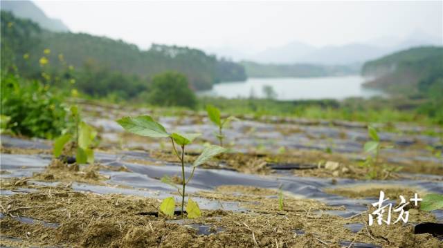 迎風(fēng)搖曳、綠意盎然的五指毛桃種苗。