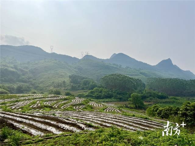 九陂鎮(zhèn)高相村打造的中藥材種植基地。